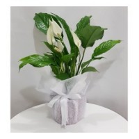 spatifilyum ( 45 -55 cm)